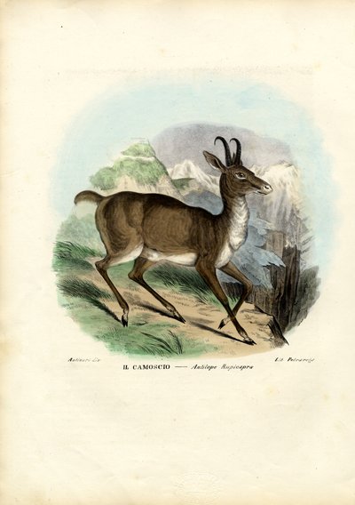 Gämse, 1863-79 von Raimundo Petraroja
